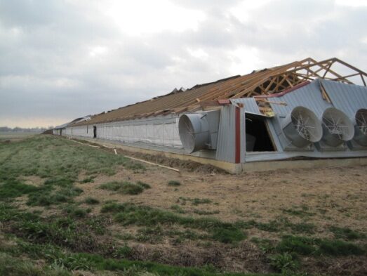 Tornado-damaged poultry house